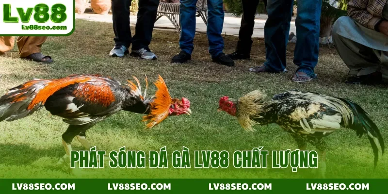 Phát sóng đá gà LV88 chất lượng
